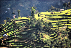 Nepal  –  Terraces of Nagarkot