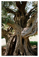 1500 y.o.olive tree in Kaštel Štafilić, Croatia