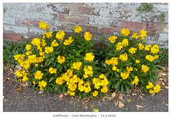 Yellow wallflowers - Kedale Road - 18 4 2022