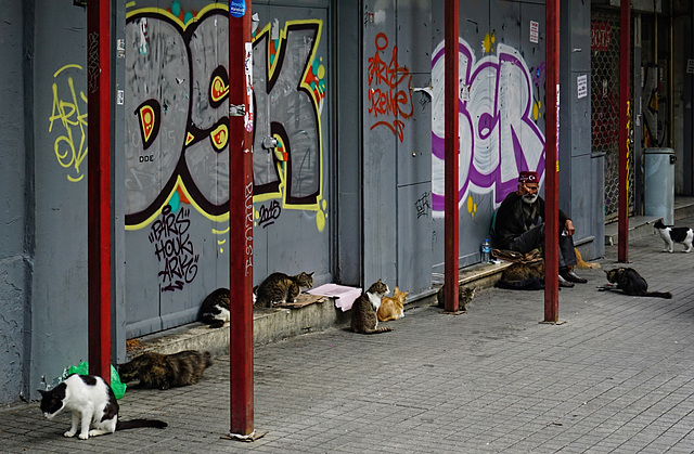 Istanbul und seine Katzen - Istanbul and his Cats