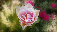 Belle journée à tous !❤️( Tulipe ) on dirait  une rose