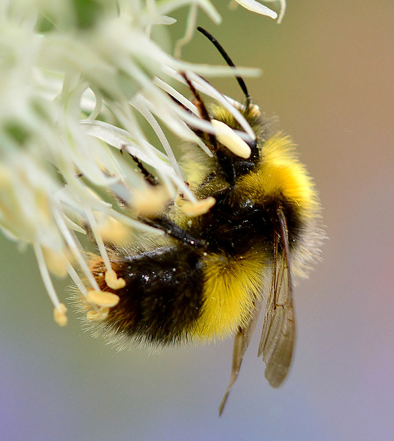 Bee on Allium