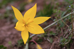 WESTHALTEN: Une Tulipe de vigne ou Tulipe sauvage ( Tulipa sylvestris)