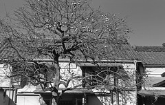 Persimmon tree and a storehouse