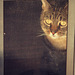 Calypso through the cat door