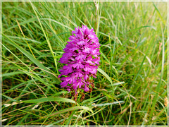 Orchidée sauvage:  Orchis pyramidal