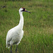 Day 2, Whooping Crane / Grus americana.  Conservation status: Endangered (Population increasing)