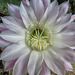 Easter Lily Cactus Bloom