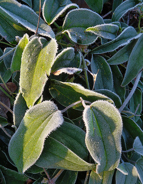 Frosty Clematis armandii