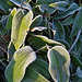 Frosty Clematis armandii