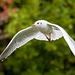 Gull in flight6