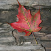 45/50 maple leaf, feuille d'érable