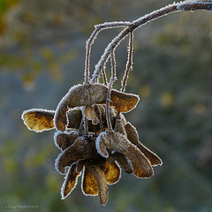 Frosted Sycamore seed cluster