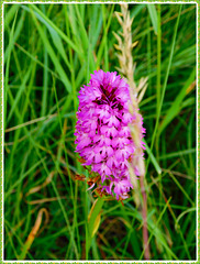Orchidée sauvage: Orchis pyramidal