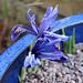 Icy Iris reticulata Harmony