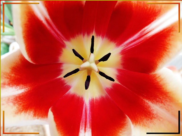 Geometrie einer Tulpenblüte. ©UdoSm