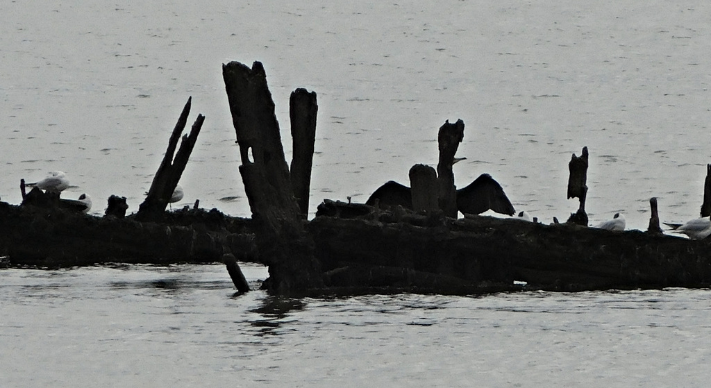 le cormoran,, surveille ses mouettes, voir note