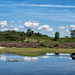 New Forest Reflections
