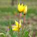 WESTHALTEN: Une Tulipe de vigne ou Tulipe sauvage ( Tulipa sylvestris)