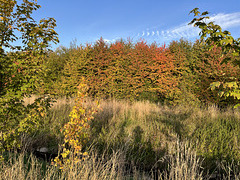 DE - Weilerswist - Herbstfarben