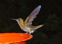 Hummingbird IMG_2809