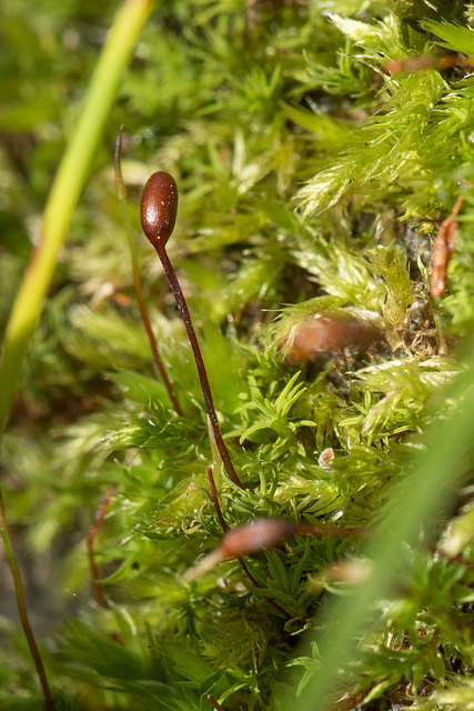 Sporophyte and Moss