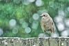 Juvenile Starling Braving The Rain