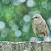 Juvenile Starling Braving The Rain