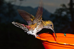 Hummingbird IMG_2580