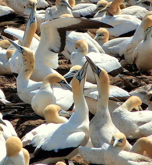 Cape Gannets "Sky-pointing", Lambert's Bay, South Africa