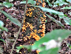 Fungi On a Fallen Branch