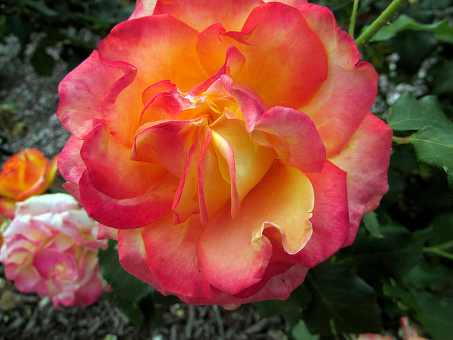 Bi-Coloured Rose.