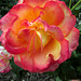 Bi-Coloured Rose.