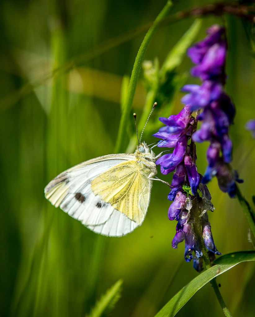Small white butterfly4