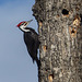 Pileated Woodpecker at work