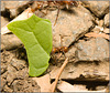 IMG 0301 Leaf cutter ant