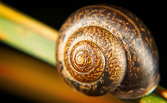 Schneckenhäuser in der Natur gesehen :))  Snail shells seen in nature :))  Coquilles d'escargots vues dans la nature :))