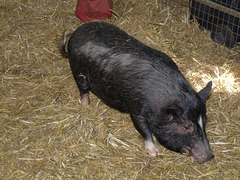 Vietnamese Pot-bellied Pig