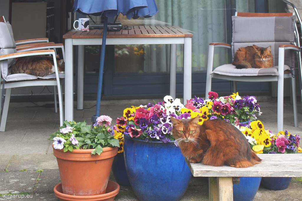 Veranda cats