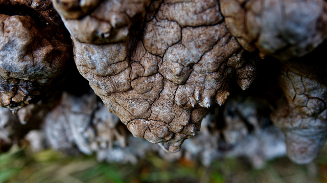 Knobbled And Gnarled 5