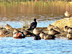 Lake Whakamaru Wild Fowl.