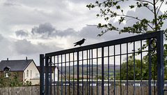 Crow on Denny's Gate