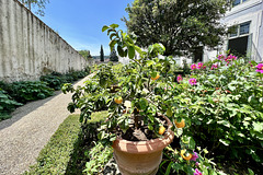 Florence 2023 – Boboli Gardens – Do you know the land where citrons bloom?