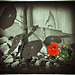 Kapuzinerkresse - Blume der Liebe