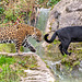 Jaguar and Panther2
