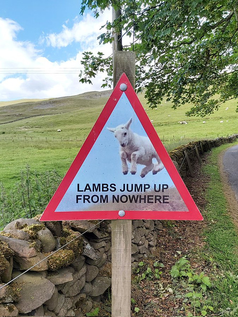 O&S(meme) - spring lambs