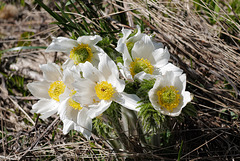 Pulsatilla alpina, Ranunculaceae, Alpes FR