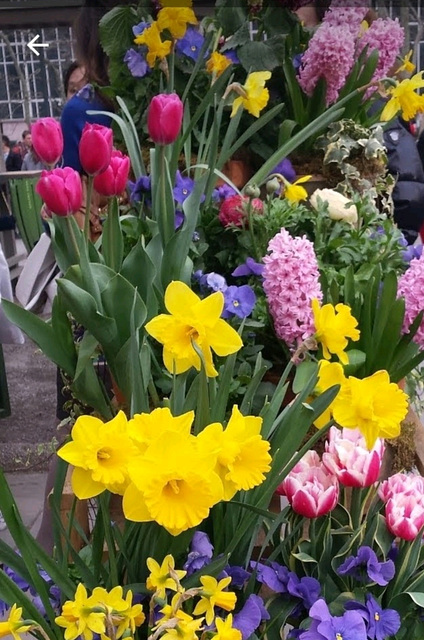 Spring Flowers in Bryant Park NYC