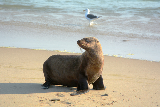 Namibia, The Brown Fur Seal on the Atlantic Coast