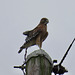 Cooper's hawk on TVA pole